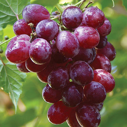 Red Seedless Grape  ($3.49 count per LB) - SHOBZEE