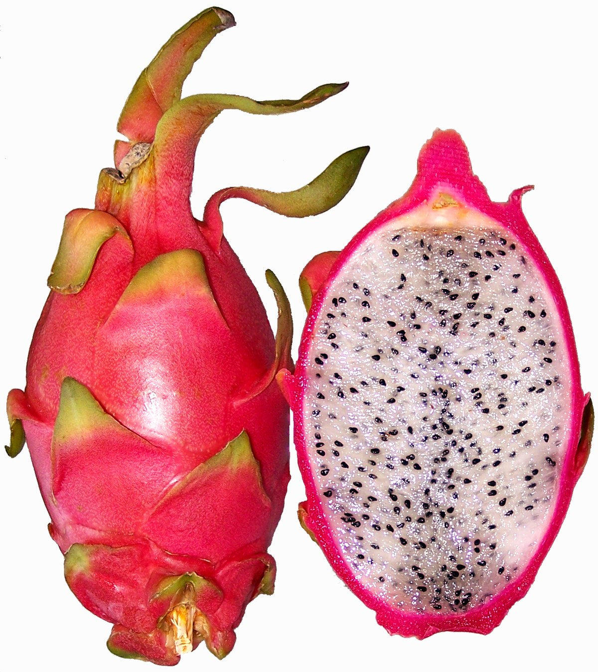 Dragonfruit - SHOBZEE