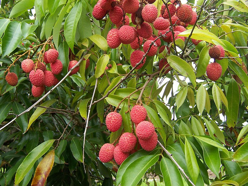 Lychee ($8.49 count per LB) - SHOBZEE